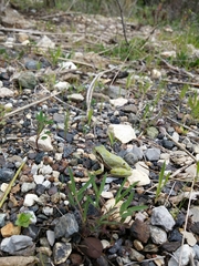 Hyla sarda