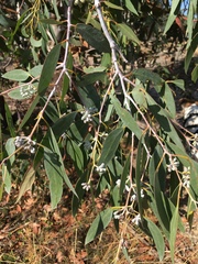 Eucalyptus tenuiramis