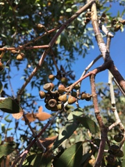 Eucalyptus tenuiramis