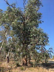 Eucalyptus tenuiramis