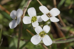 Ionopsidium abulense