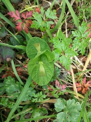 Aristolochia lutea