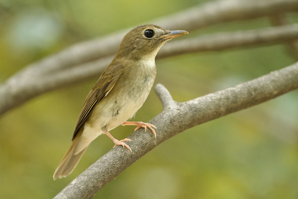 Brown-chested Jungle Flycatcher photo