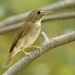Brown-chested Jungle Flycatcher - Photo (c) Sam Hambly, some rights reserved (CC BY-NC), uploaded by Sam Hambly