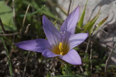 Romulea bulbocodium