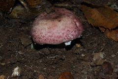 Agaricus brunneolus