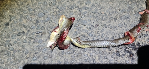 Grey Snake