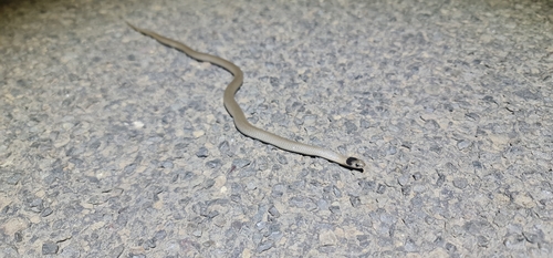 Grey Snake