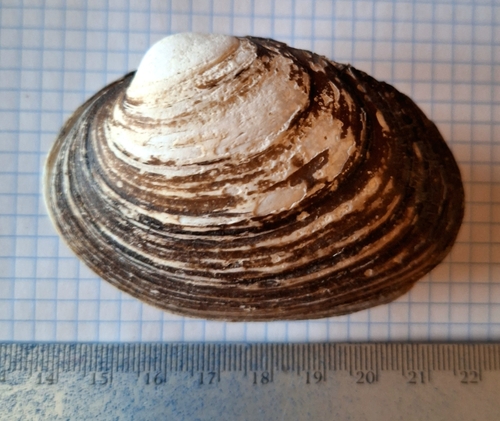 Potomida littoralis
