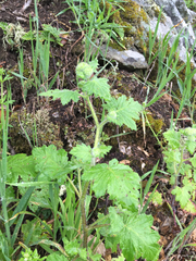 Phacelia malvifolia