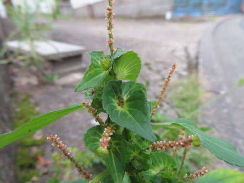 Asian copperleaf (Acalypha australis)