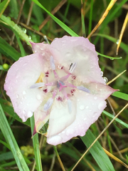 Calochortus umbellatus