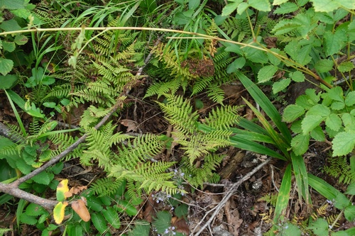 Athyrium spinulosum iNat (3)