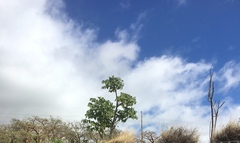 Polyscias sandwicensis