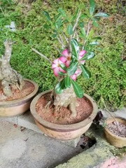 Adenium