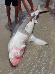Carcharhinus brachyurus