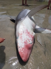 Carcharhinus brachyurus