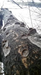 Dentocorticium portoricense