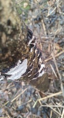 Dentocorticium portoricense