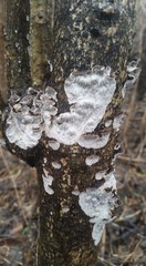 Dentocorticium portoricense