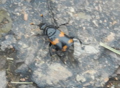 Nicrophorus sayi