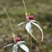 Caladenia × exserta - Photo (c) ramcad1,  זכויות יוצרים חלקיות (CC BY-NC), הועלה על ידי ramcad1