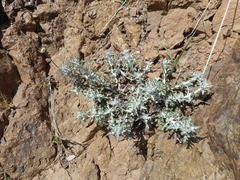 Eriophyllum lanatum achilleoides