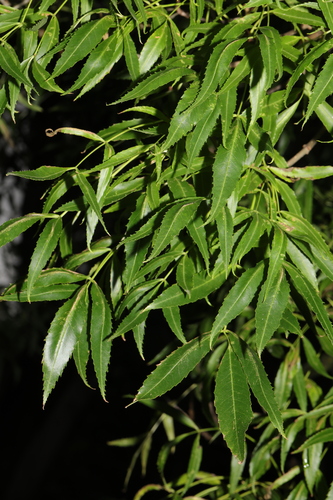 Fraxinus angustifolia