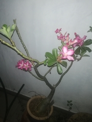 Adenium obesum