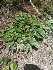 Prunella vulgaris subsp. lanceolata image