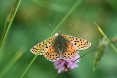 Boloria caucasica