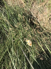 Argyrophenga antipodum