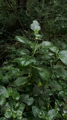 Kalanchoe densiflora