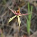Caladenia doutchiae × polychroma - Photo (c) RIC WOODLAND, some rights reserved (CC BY-NC), uploaded by RIC WOODLAND