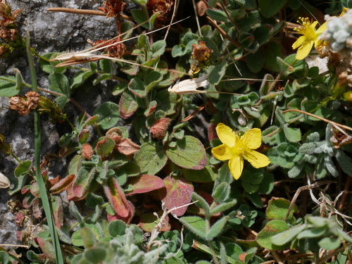 Hypericum athoum