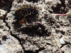 Euphydryas editha bayensis