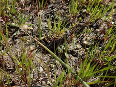 Euphydryas editha bayensis