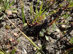 Euphydryas editha bayensis