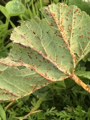 Puccinia malvacearum image