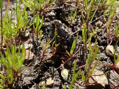 Euphydryas editha bayensis