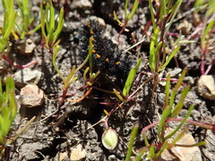 Euphydryas editha bayensis