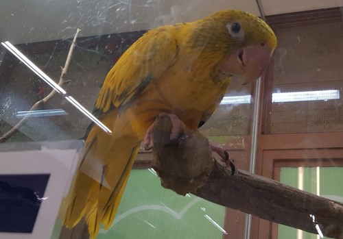 Guaruba guarouba