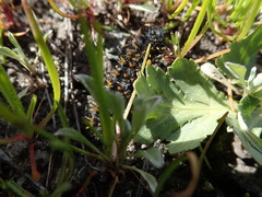Euphydryas editha bayensis