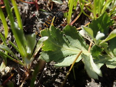 Euphydryas editha bayensis