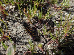 Euphydryas editha bayensis