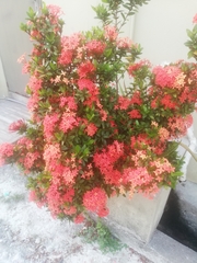 Ixora coccinea