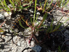 Euphydryas editha bayensis