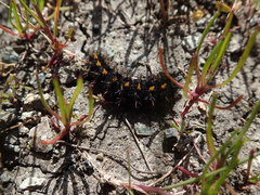 Euphydryas editha bayensis