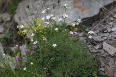 Cherleria circassica