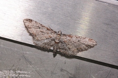 Eupithecia zelmira